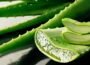 Aloe Vera pour maigrir du ventre